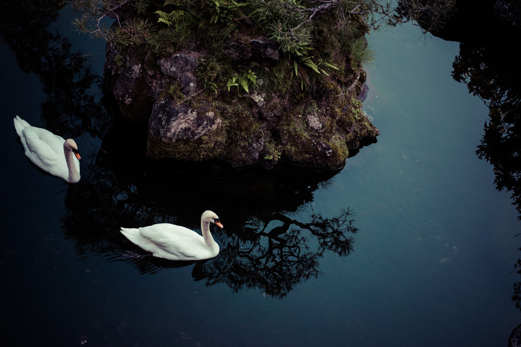 swans