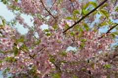 早咲きの桜