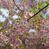 早咲きの桜