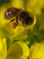 菜の花とミツバチ3