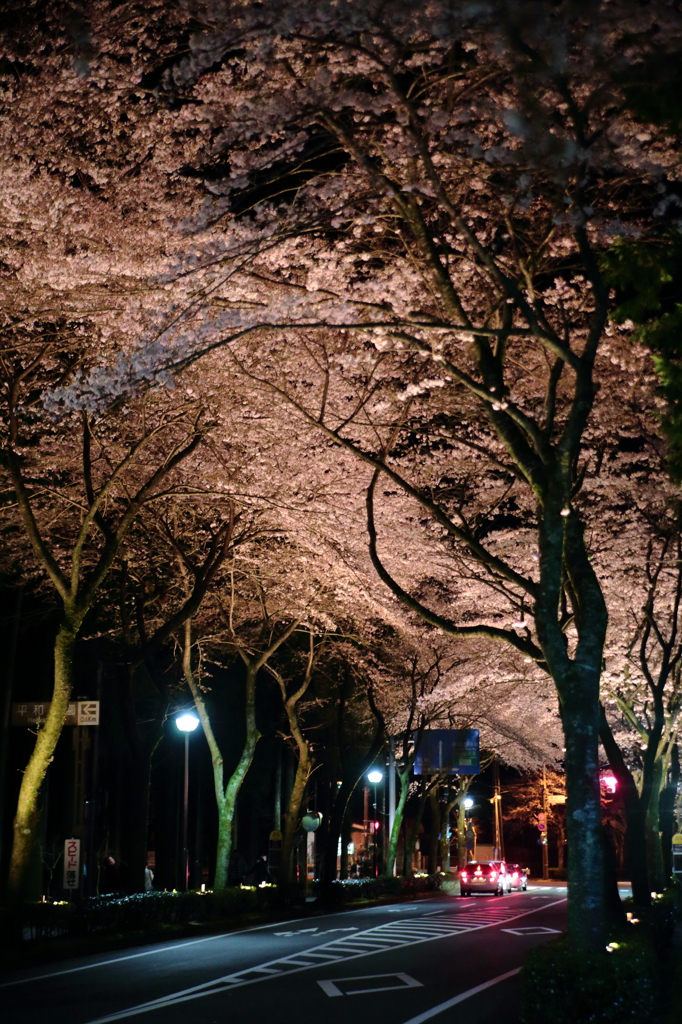 Sakura michi
