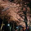 Sakura michi