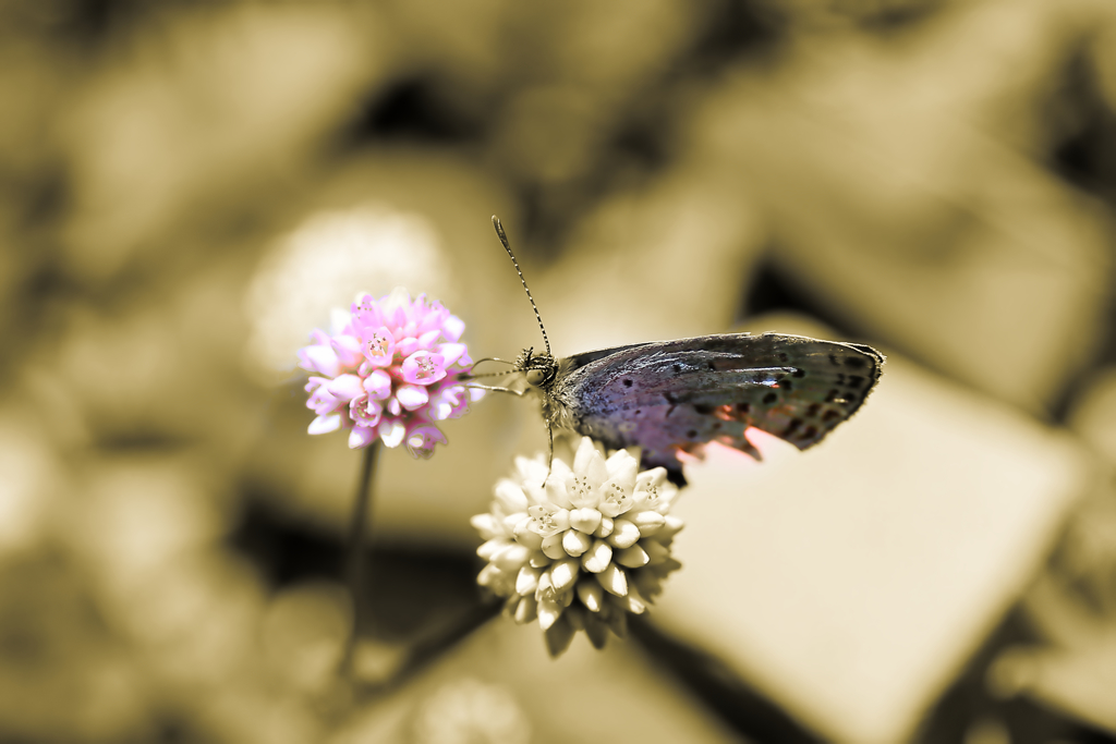 翼の折れた・・・・・