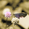 翼の折れた・・・・・