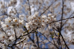 full bloom