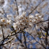 full bloom