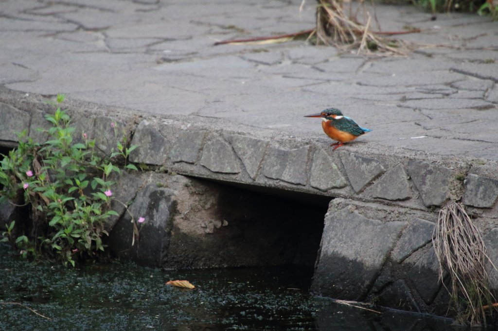 ポチッ効果