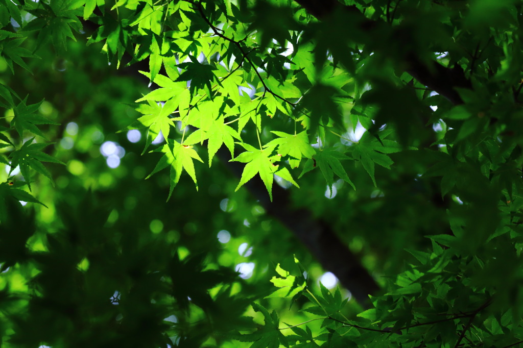 Before it is autumn