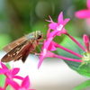 ピンクの花
