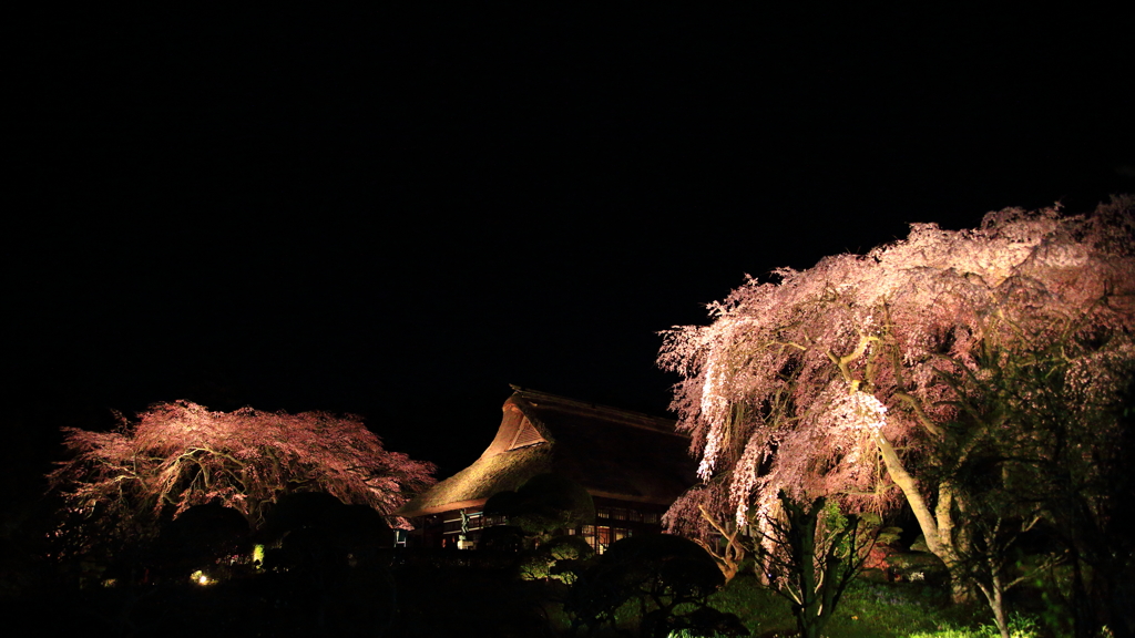 夜桜