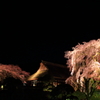 夜桜