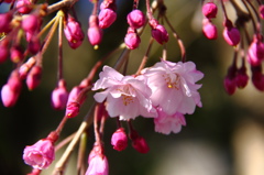庭の枝垂桜