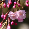 庭の枝垂桜