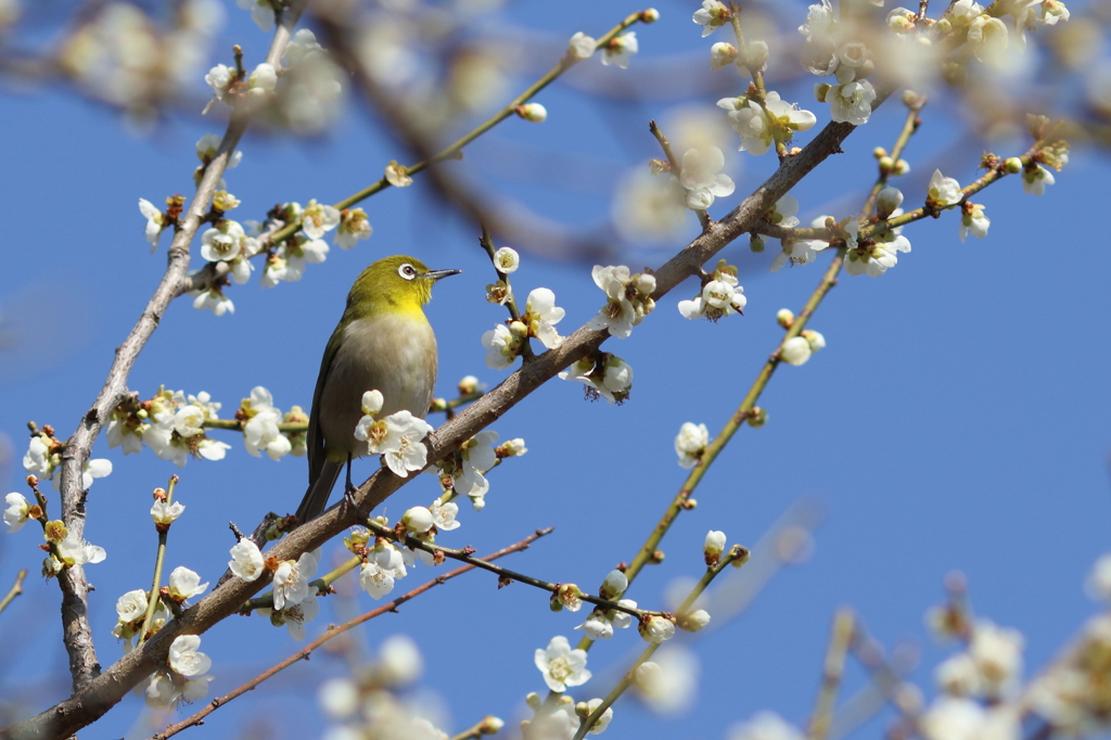 花ぞ昔の　香ににほひける