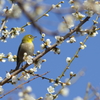花ぞ昔の　香ににほひける
