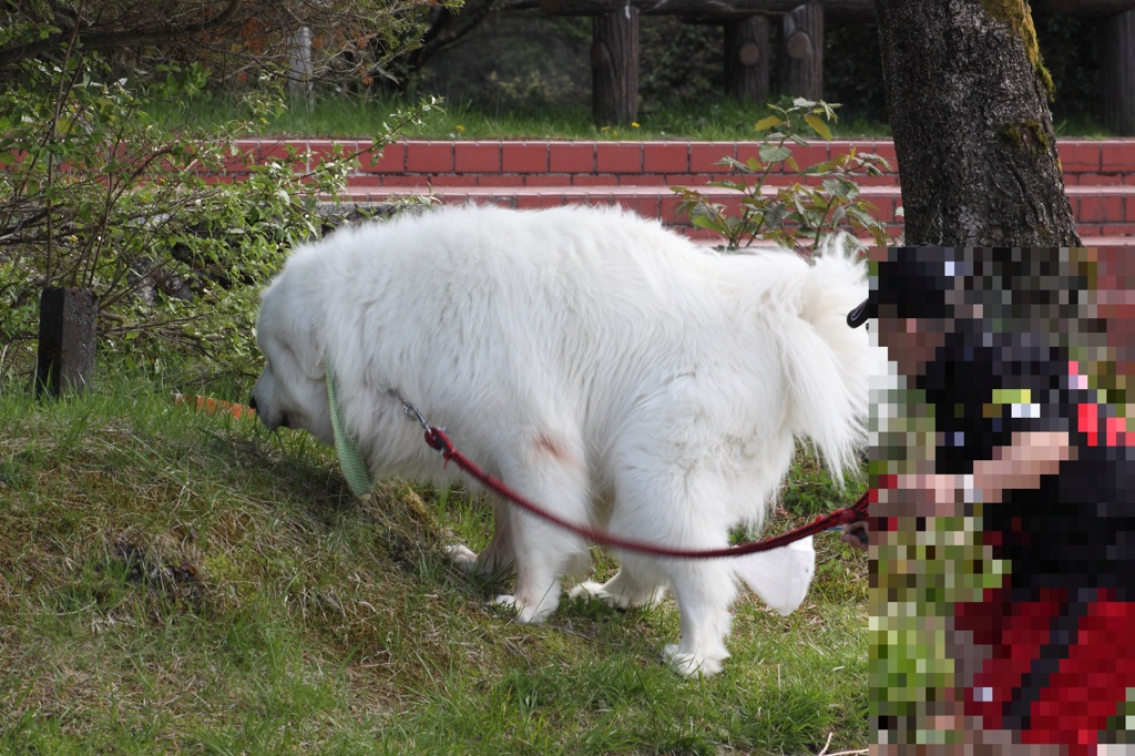走れ！ジョリー