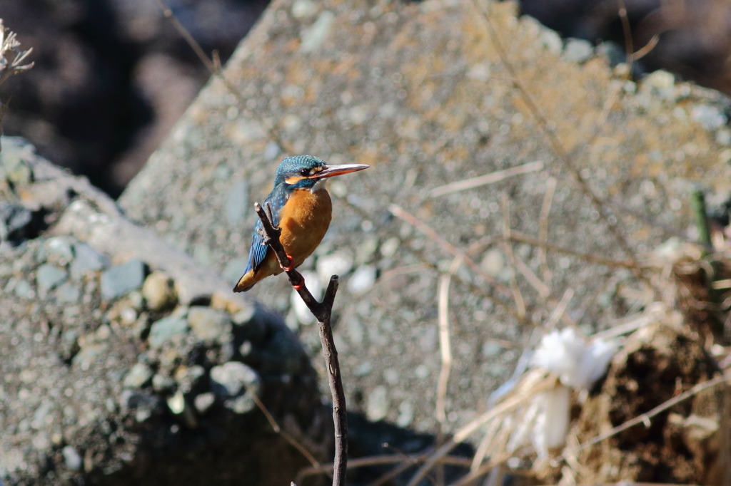 初鳥撮りはカワセミ