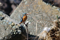 初鳥撮りはカワセミ