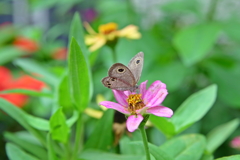 庭の蝶と花