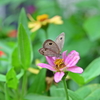 庭の蝶と花