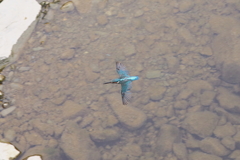 橋の上からなんです^^;