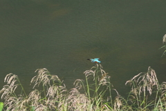 カワセミ遠すぎるけど・・・カワセミでも