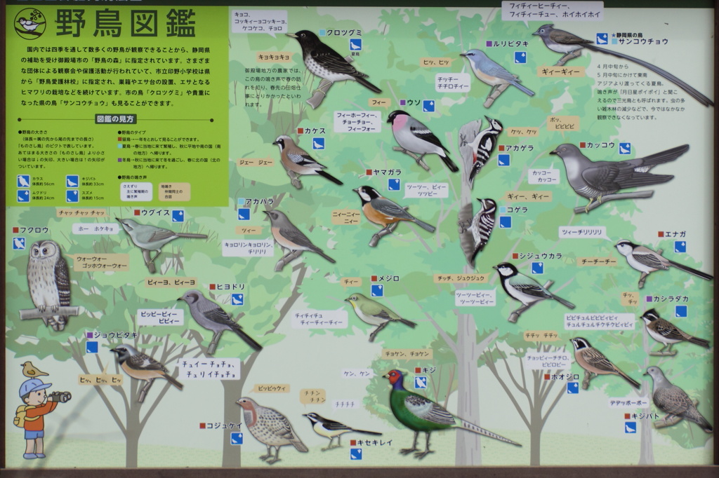 野鳥撮影デビュー