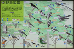 野鳥撮影デビュー