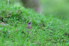 うずらじゃないよ