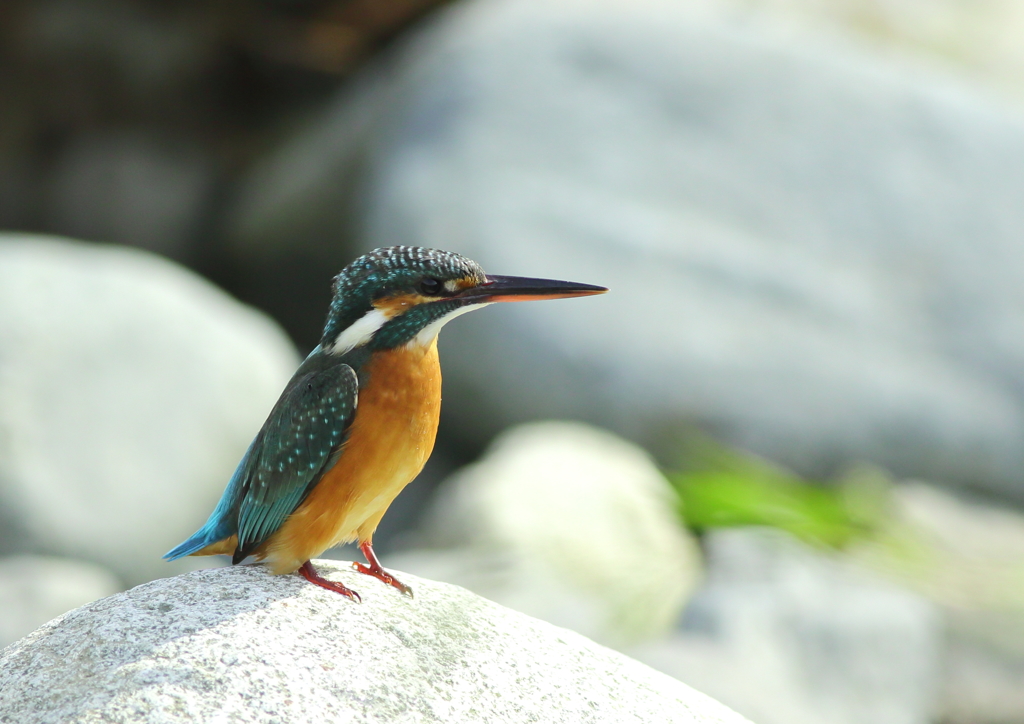 岩の上のカワセミ