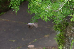 カワセミ撮影に行ったらヒヨドリしかいなかったときの写真