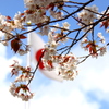 祝高校入学