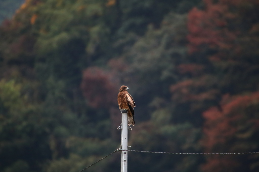 紅葉と