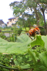Danger　注意（苦手な人は見ないでネ！^^;）