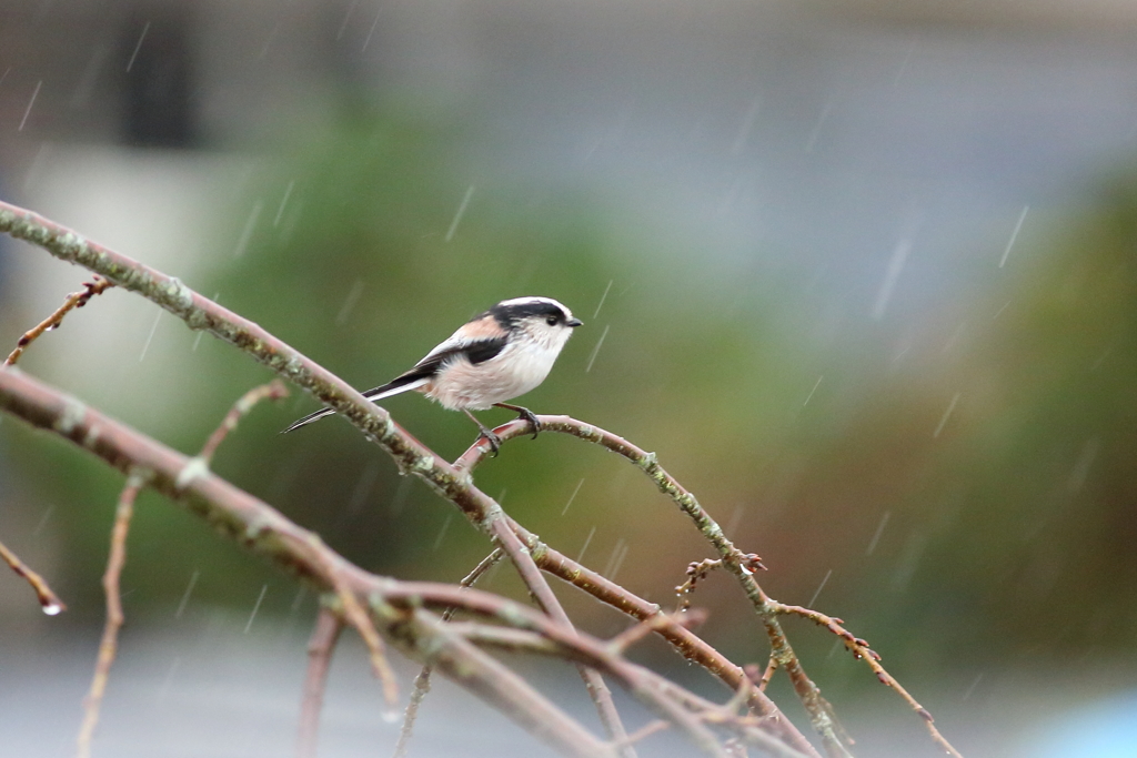 雨の日の庭の訪問者