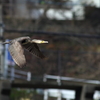tobu