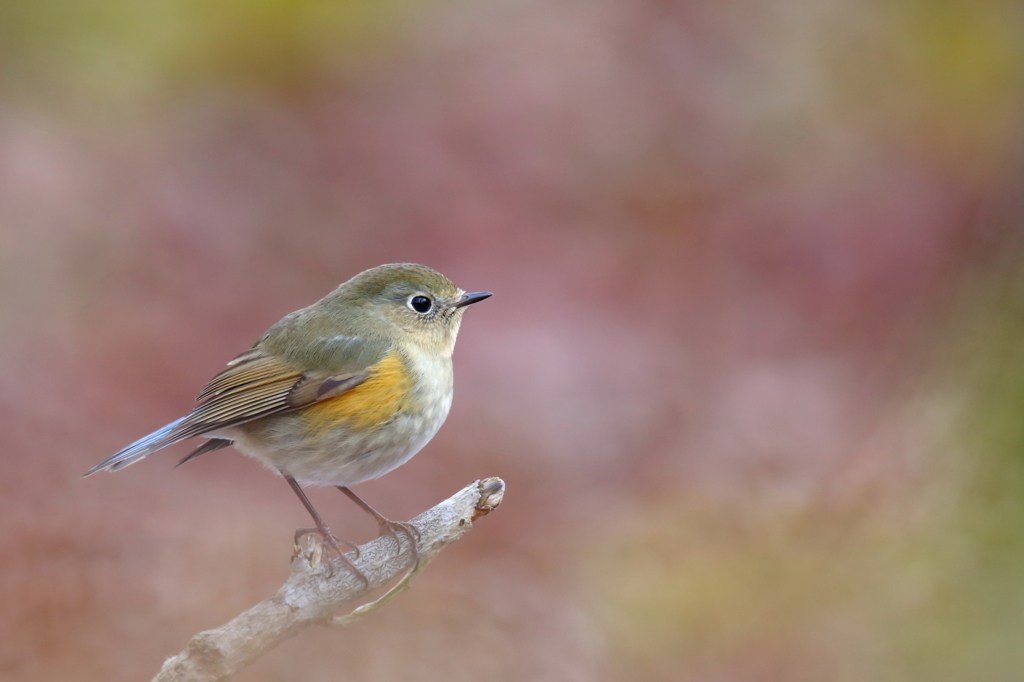 春の野に出でて若菜摘む