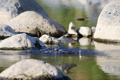 魚咥えてればよかったのに・・・