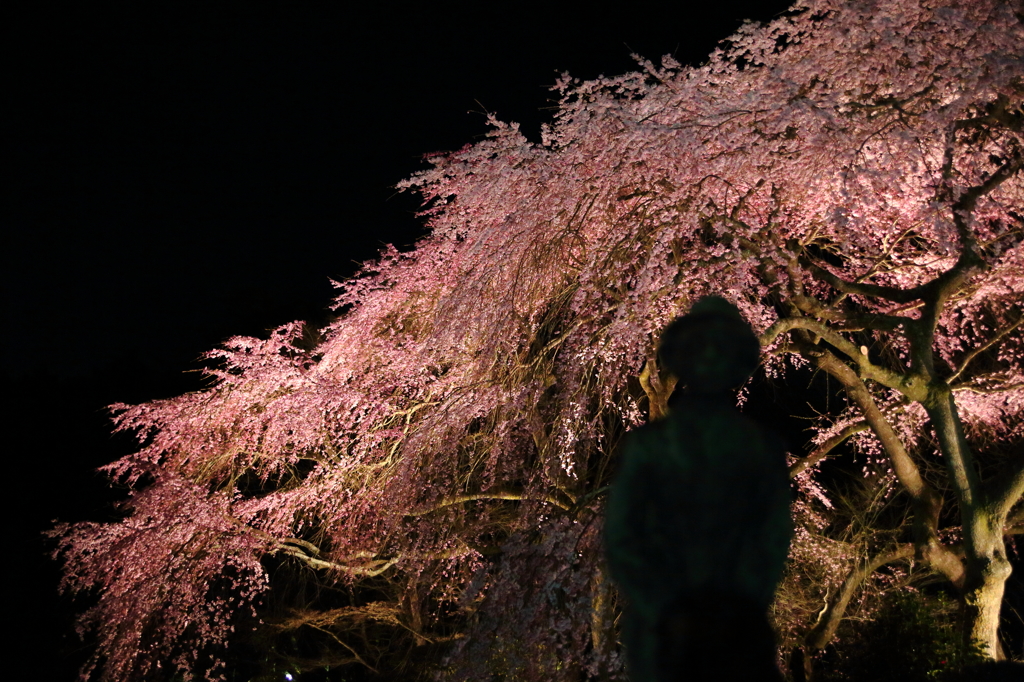 静心なく 花の散るらむ