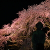 静心なく 花の散るらむ