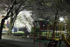 春の夜の公園