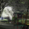 春の夜の公園