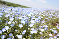 ネモフィラ　その②