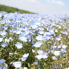 ネモフィラ　その②