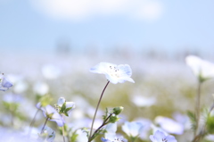 ネモフィラ　その③