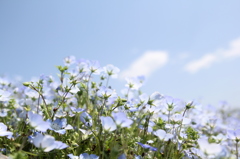 ネモフィラ　その①