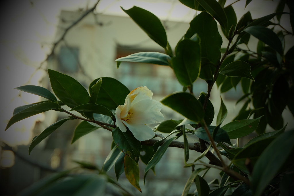 ツバキ ver.ホワイト