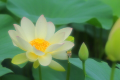 蓮の花