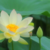 蓮の花