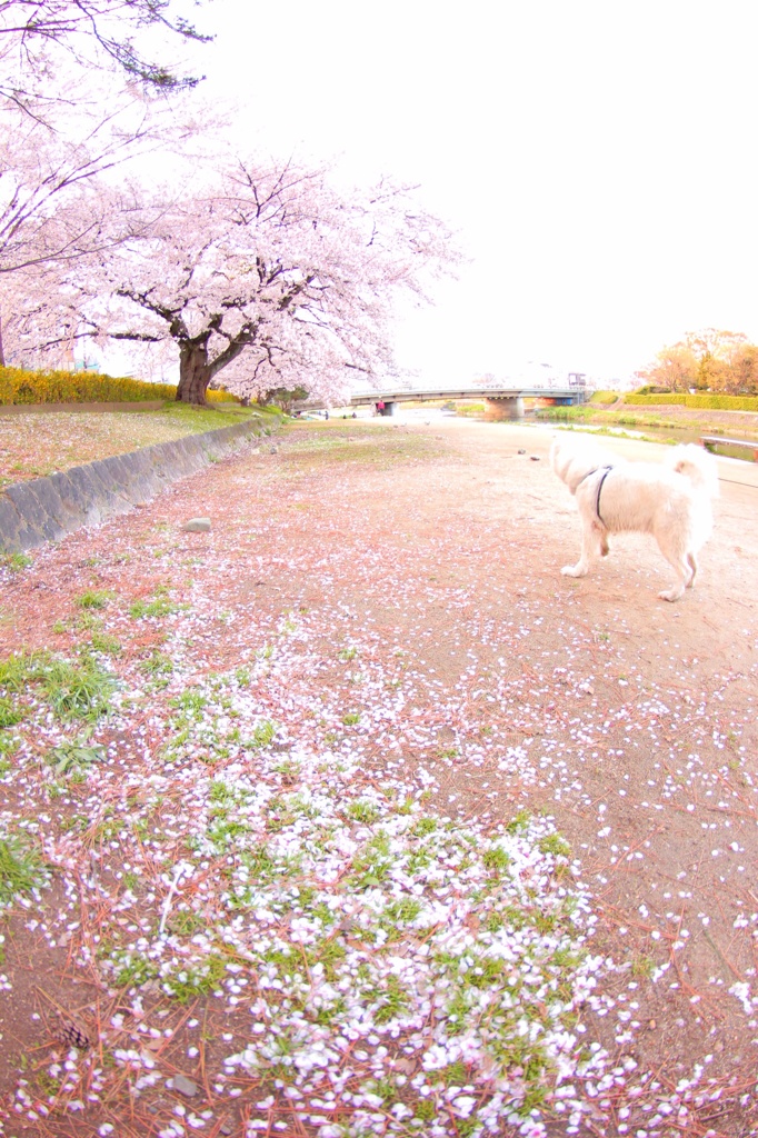 散歩日和